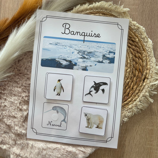 Animaux de la banquise 🫍