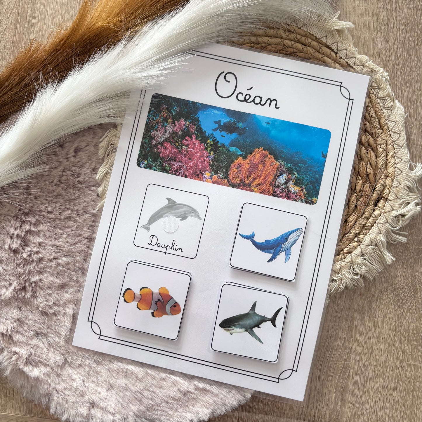 Animaux de l’océan 🐳