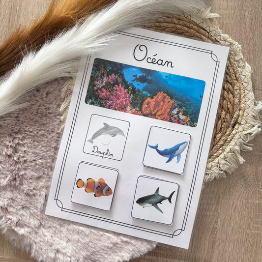 Animaux de l’océan 🐳